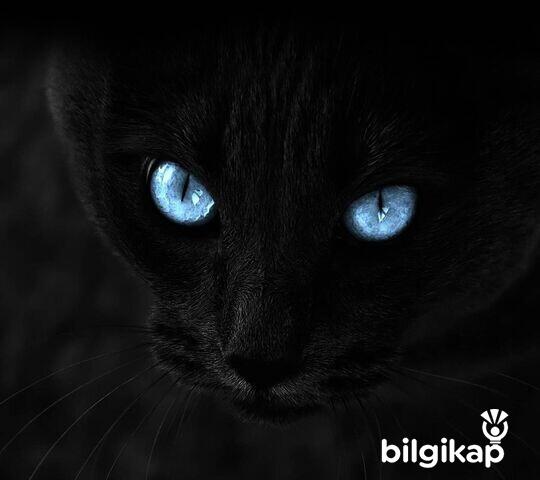 Kediler Hakkında Efsaneler  Evcil Hayvanlar Kedi Bakımı